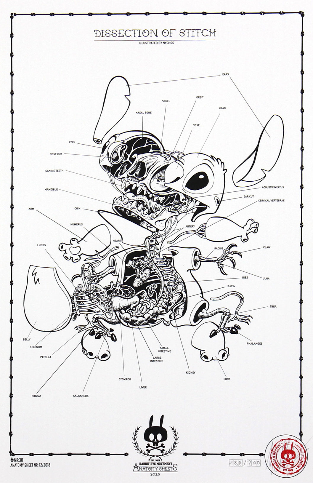 DISSECTION OF STICH - ANATOMY SHEET NO. 30