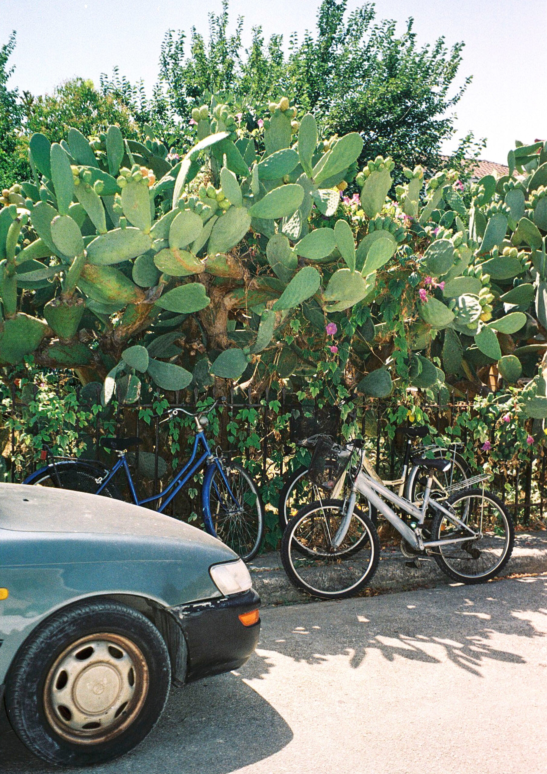 Cacti on Kefalonia
