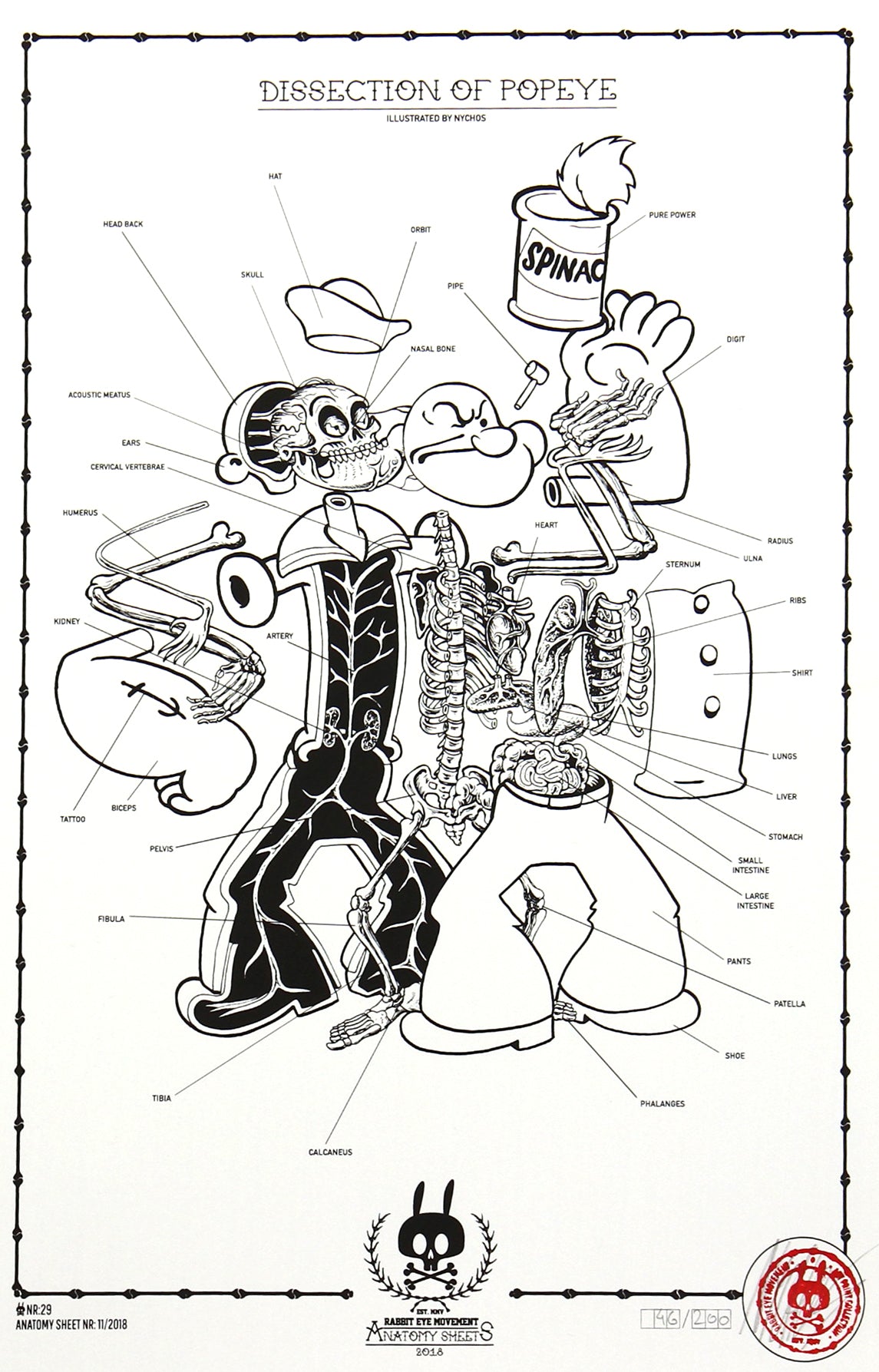 DISSECTION OF POPEYE - ANATOMY SHEET NO. 29