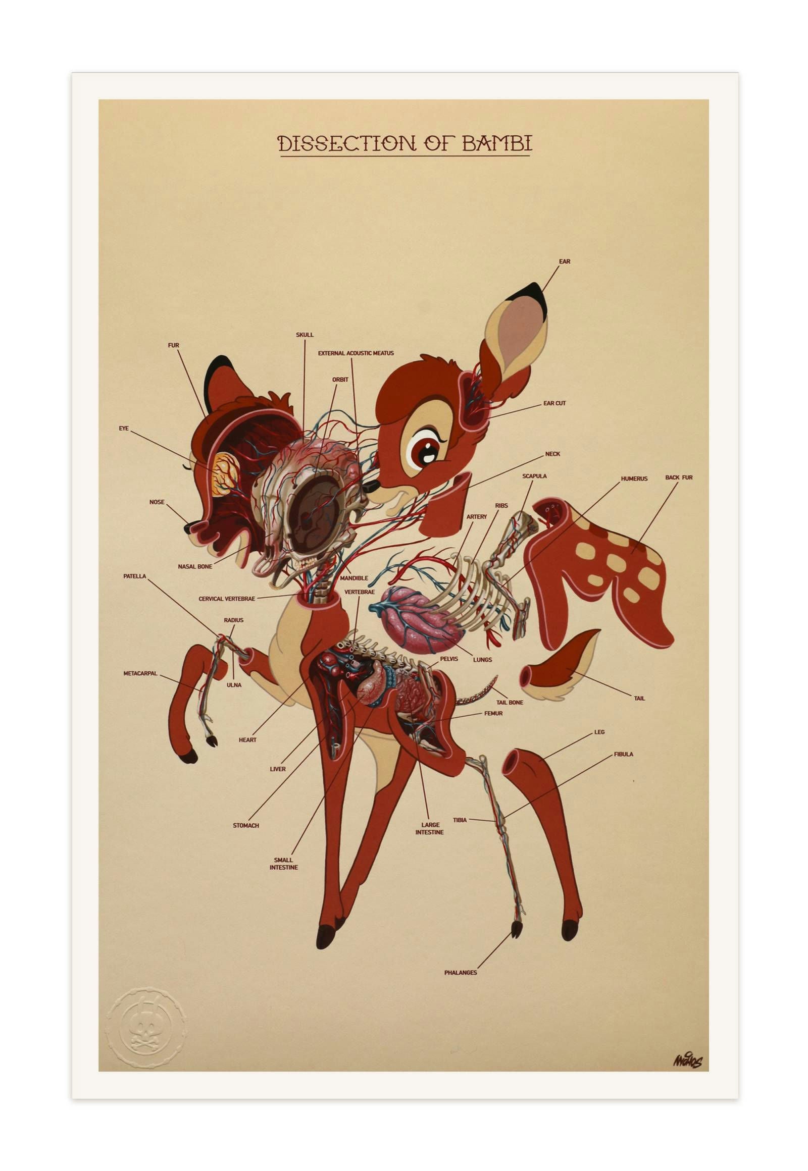 Dissection of Bambi - Anatomy Sheet