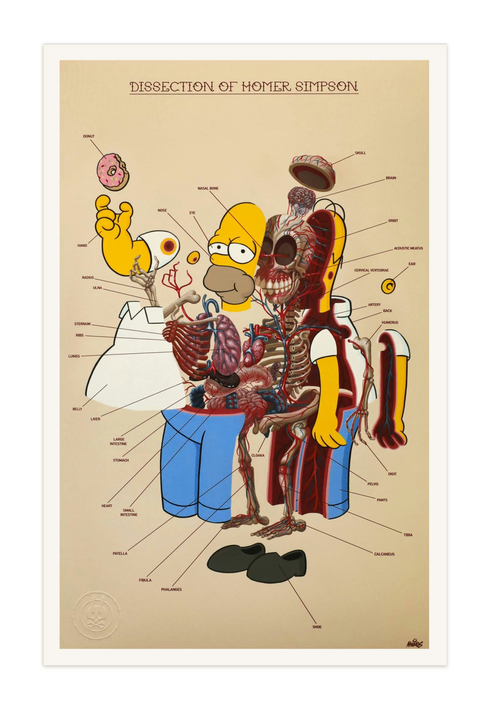 Dissection of Homer Simpson - Anatomy Sheet