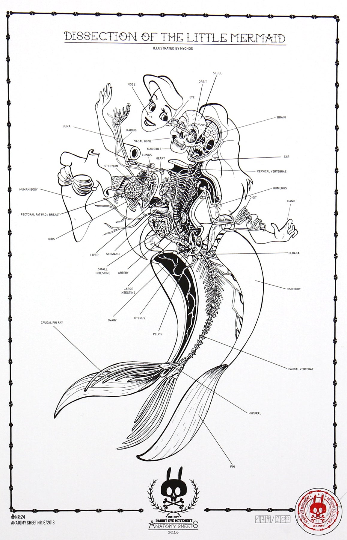 DISSECTION OF THE LITTLE MERMAID - ANATOMY SHEET NO. 24