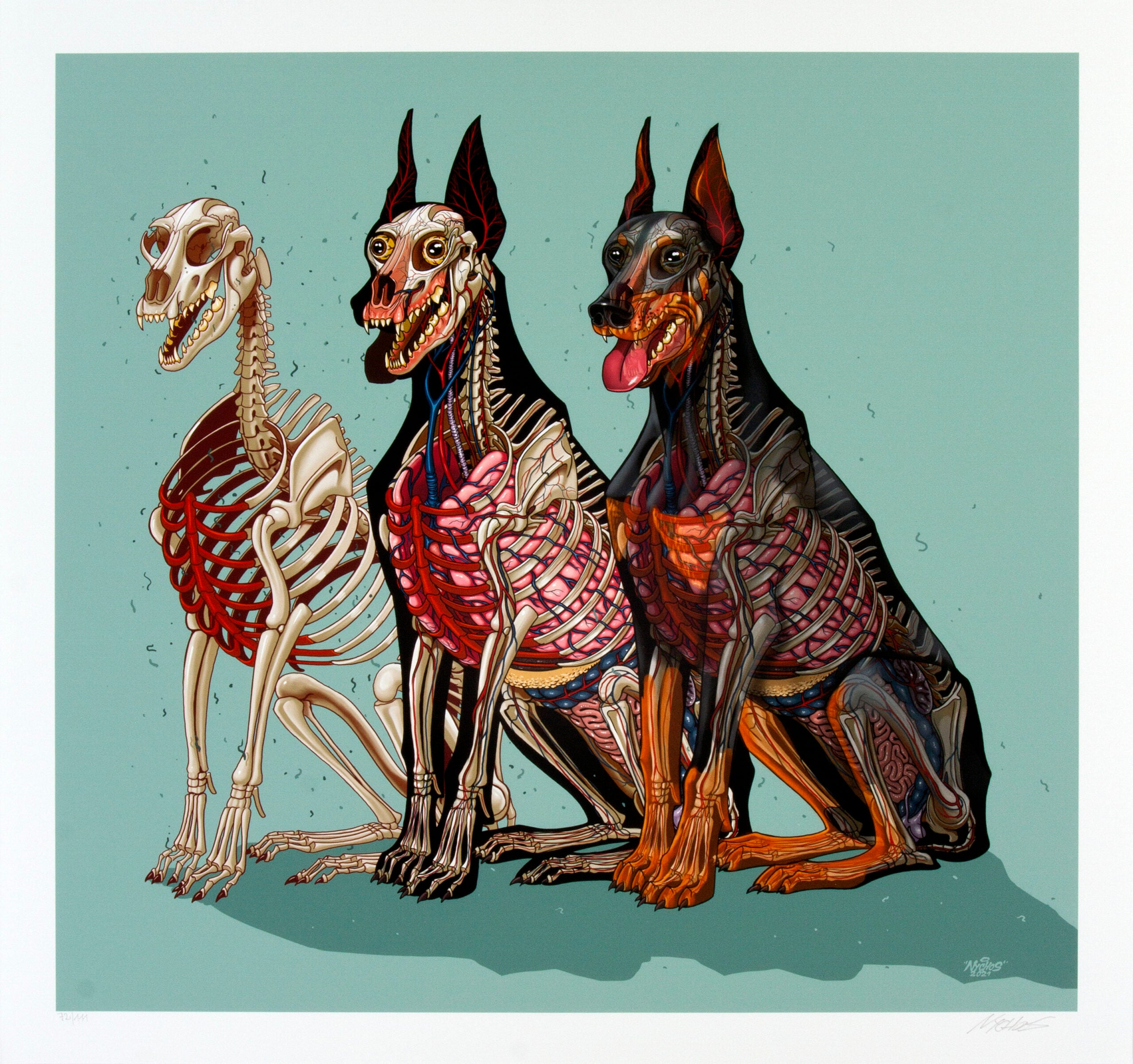 Dobermann Anatomy