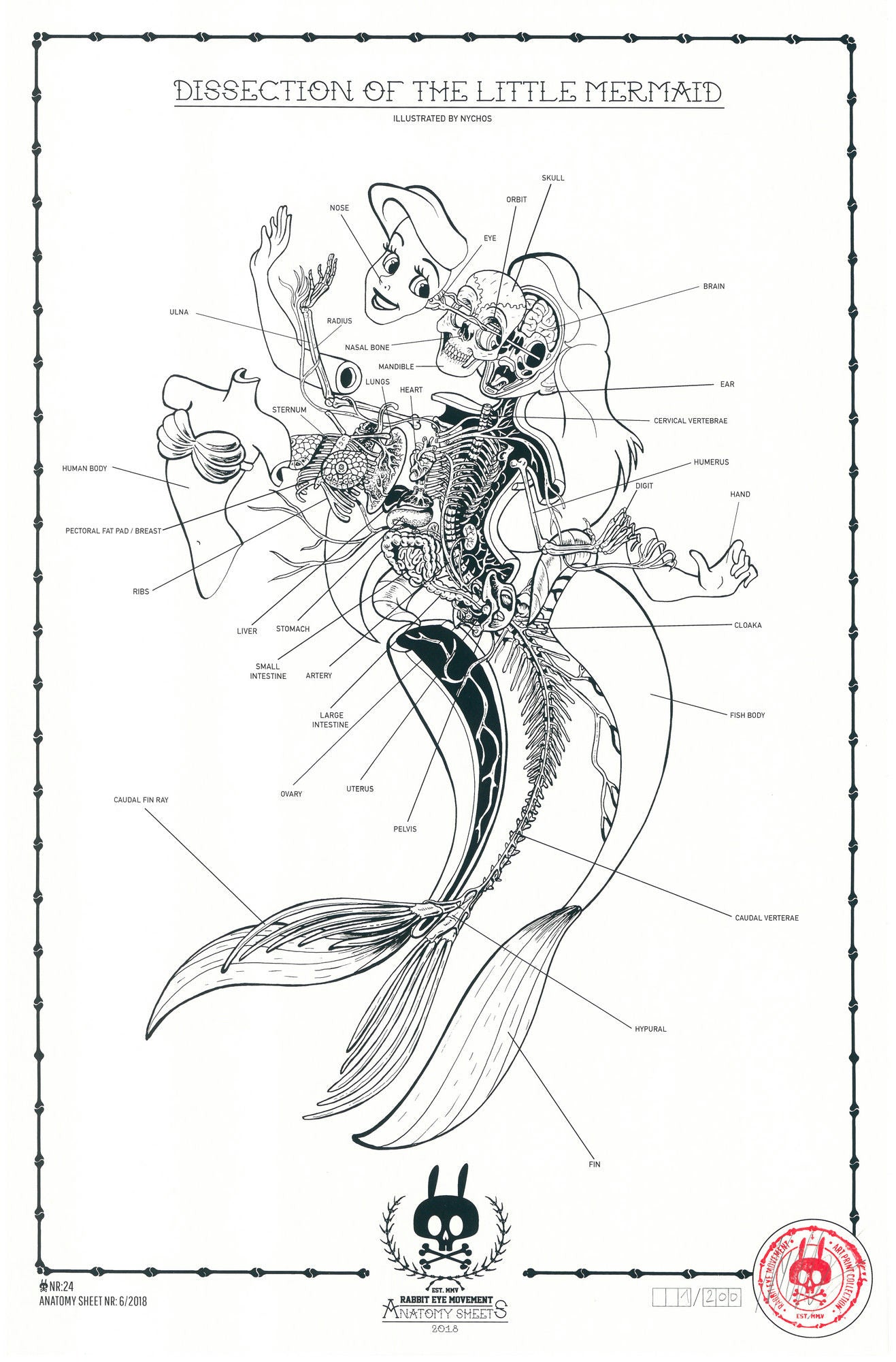 DISSECTION OF THE LITTLE MERMAID - ANATOMY SHEET NO. 24