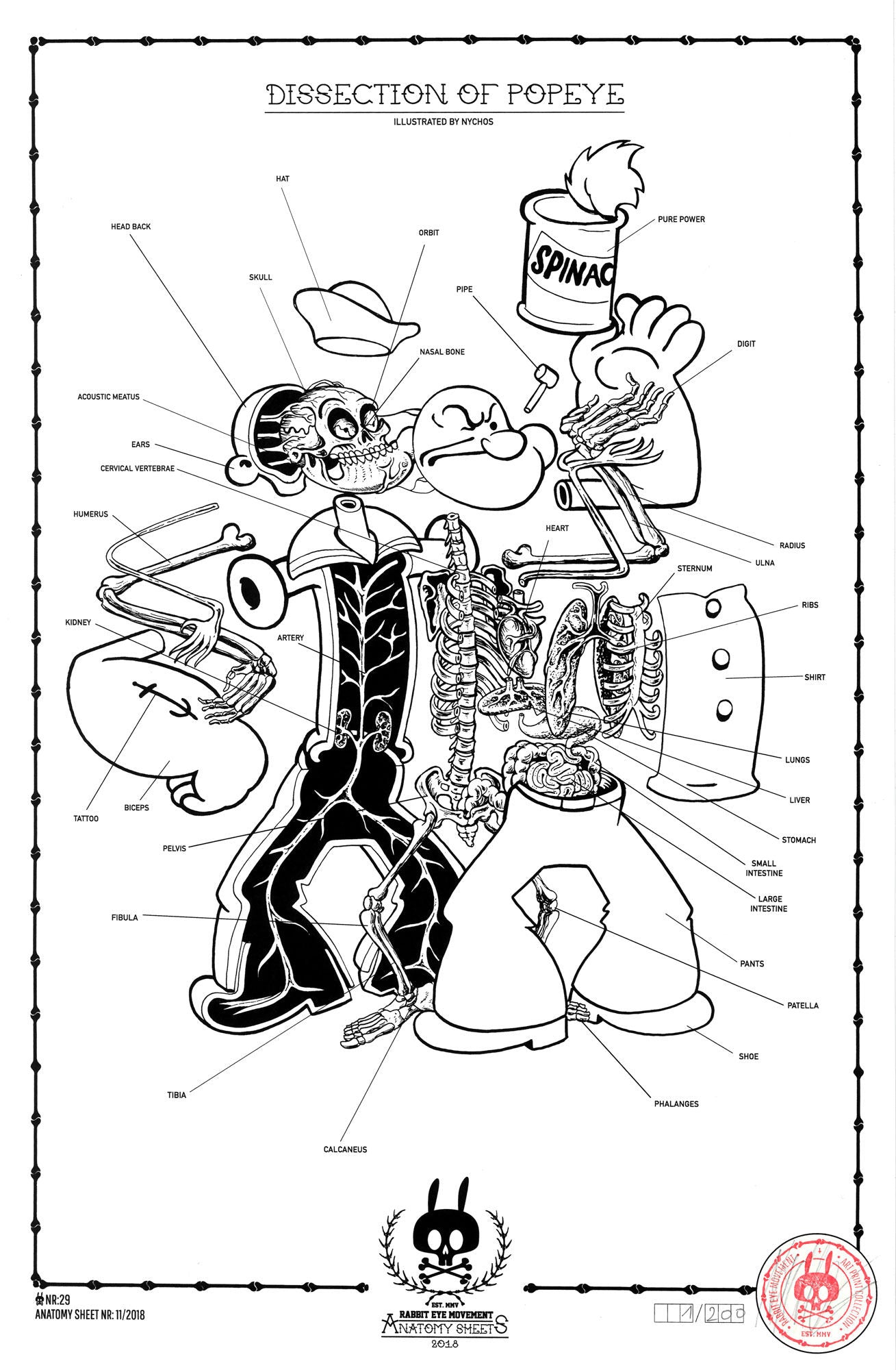 DISSECTION OF POPEYE- ANATOMY SHEET NO. 29